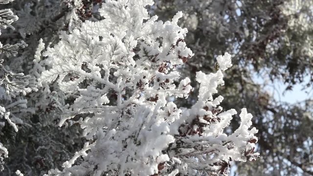 White frozen fir branch