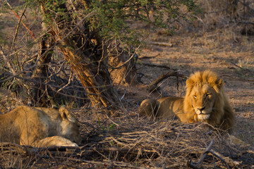 Obraz na płótnie Canvas lions in the bush of the kruger national park