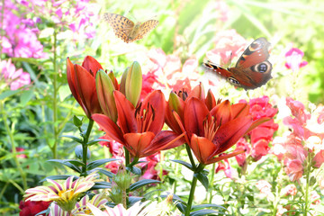 Schmetterling 265 © K.-U. Häßler