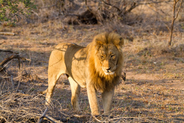 lions in the bush of the kruger national park