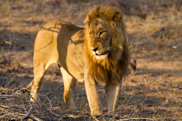 lions in the bush of the kruger national park