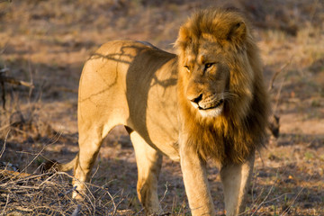 Fototapeta na wymiar lions in the bush of the kruger national park
