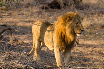 lions in the bush of the kruger national park