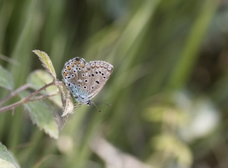 adonis blue butterfly