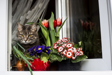 Spring flowers in pots on the windowsill and a gray cat with yellow eyes. Warm and light