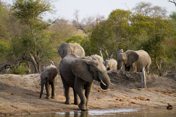 Fototapeta premium elephants drinking water in kruger national park