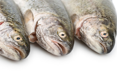 Fresh fish head close-up