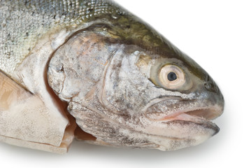 Fresh fish head closeup