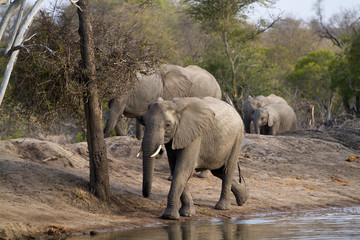 Fototapeta premium elephants drinking water in kruger national park