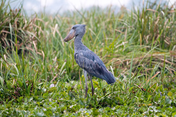Schuhschnabel auf einer Wiese