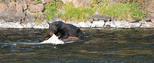 Grizzly Bear Boar feeding on a dead Buffalo carcass in the Lehardy Rapids of the Yellowstone River in the Hayden Valley of Yellowstone National Park in Wyoming USA