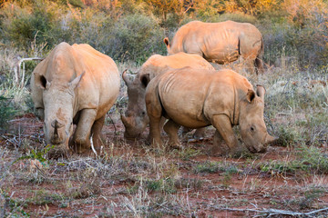 Fototapeta premium Rhinoceros 