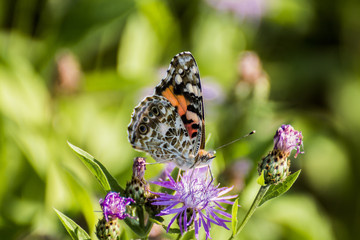 painted lady butterfly