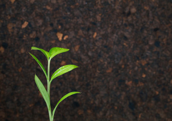 Young growing green sprout on a dark land background as a symbol of ecology. Copy space.