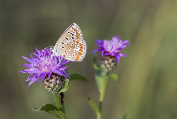 Common blue butterfly