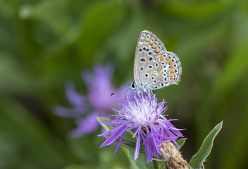 Common blue butterfly
