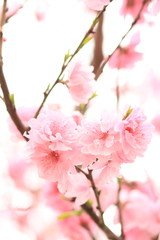 plum blossom on March in Japan
