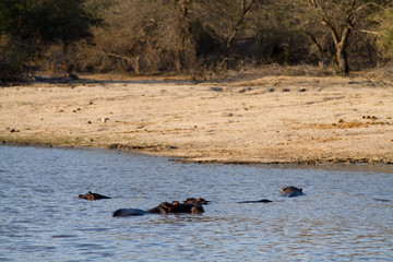 Fototapeta premium hippos in the water