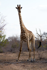 giraffes in the kruger national park