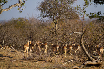 herbivors in the savannah of kruger national park