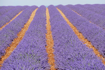 Plakat Reihen von Lavendel