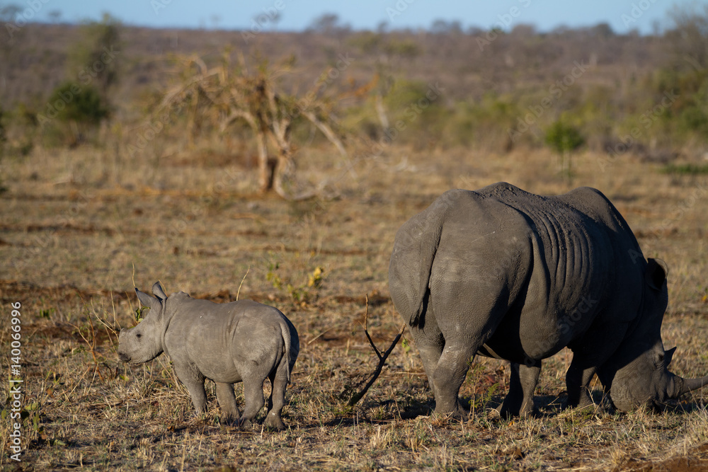 Poster white rhino and her cub strolling in the kruger park