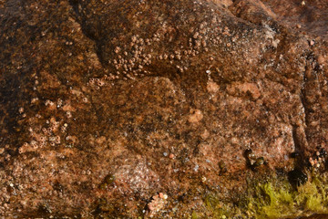 Sandstone on the shore of the Red Sea