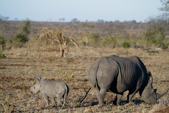 white rhino and her cub strolling in the kruger park