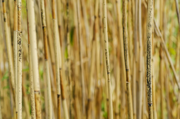 Abstract background from dry brown reed plants, organic natural texture