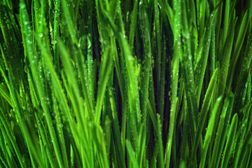 Fototapeta na wymiar Grass Pattern Macro View