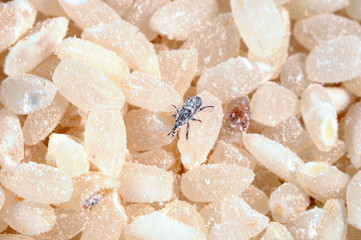The infected beetles rice weevil. Weevil Insects eat rice grain
