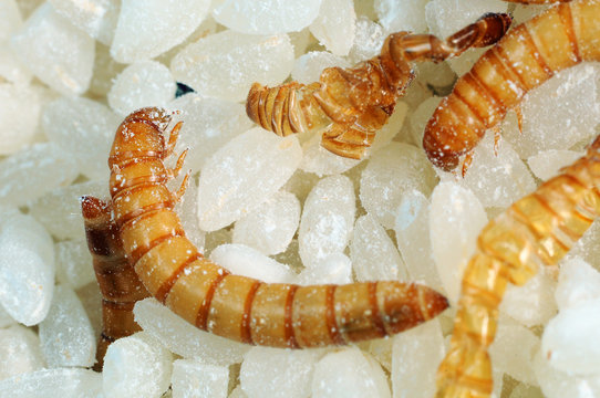 Flour worms. Rice infected flour worms