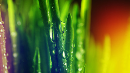 Large drops of dew on green grass. Colorful background. Macro view