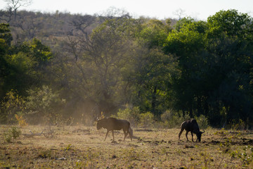 herbivors in the savannah of kruger national park