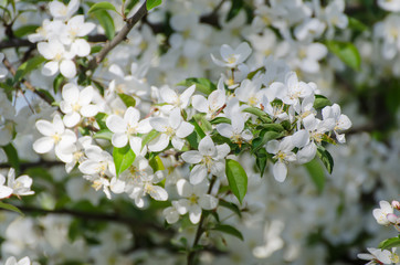 Blossoming of plum flowers in spring time with green leaves, vintage floral background