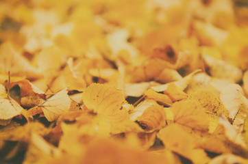 Autumn natural seasonal vintage hipster background with golden maple leaves selective focus