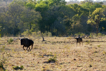 herbivors in the savannah of kruger national park
