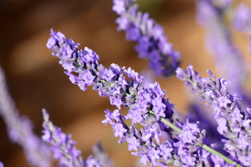 Lavendel