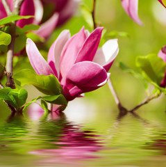 Obrazy na Szkle  Kwitnienie kwiatów magnolii wiosną, słoneczny kwiatowy tło z odbiciem wody