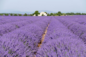 Fototapeta premium Lavendelfeld in Frankreich