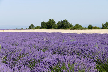 Plakat Lavendelfeld in Frankreich
