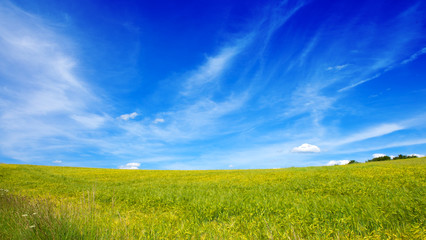 Fototapeta premium Field of grass and blue sky: