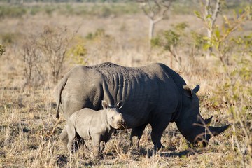 Obraz premium white rhino and her cub walking in the plains of the kruger national park