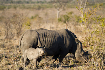 Obraz premium white rhino and her cub walking in the plains of the kruger national park
