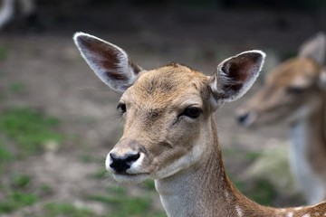 Beautiful Deer Head