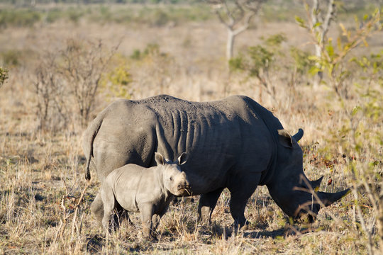 white rhino and her cub walking in the plains of the kruger national park