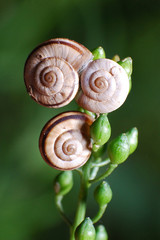 Little snails shells on the grass