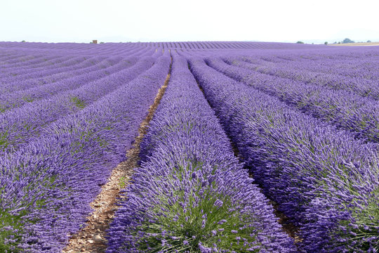 Provence