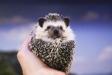 Little Hedgehog on hands