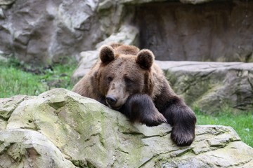 Fototapeta premium Beautiful nice friendly brown Bear 